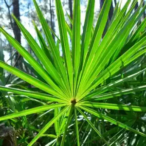 Saw palmetto