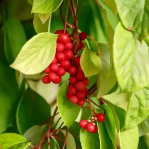 Schizandra čínska 