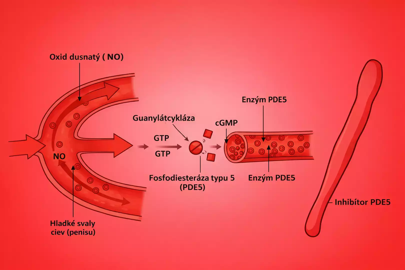 funkcia pde5 inhhibítorov